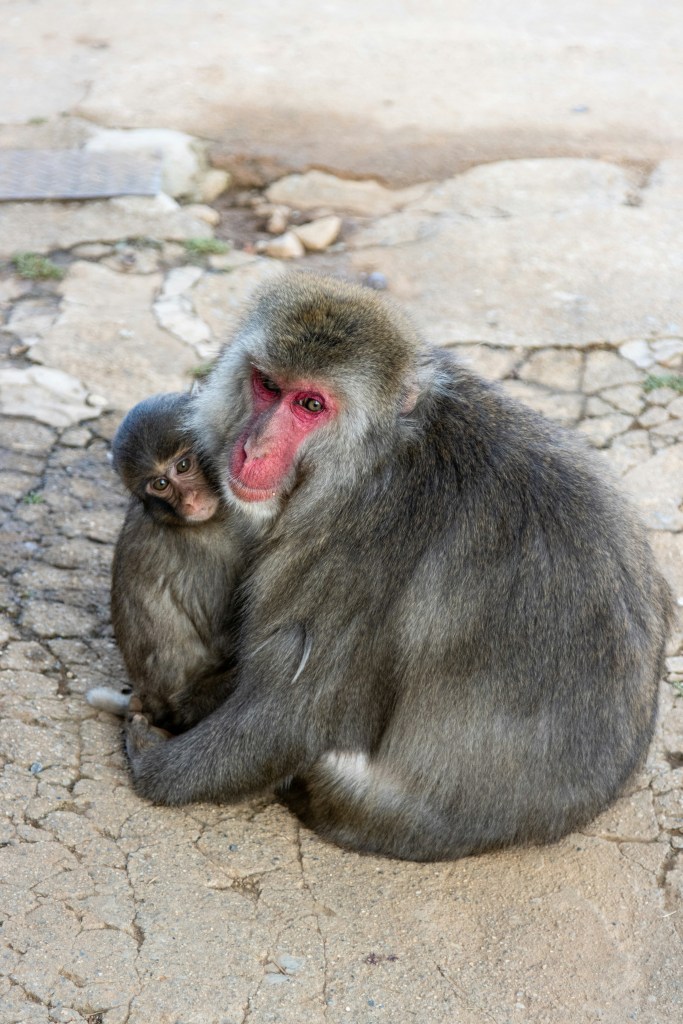 Two Japanese macaque monkeys at Kyoto Monkey Park Iwatayama, a unique wildlife attraction in Kyoto Japan