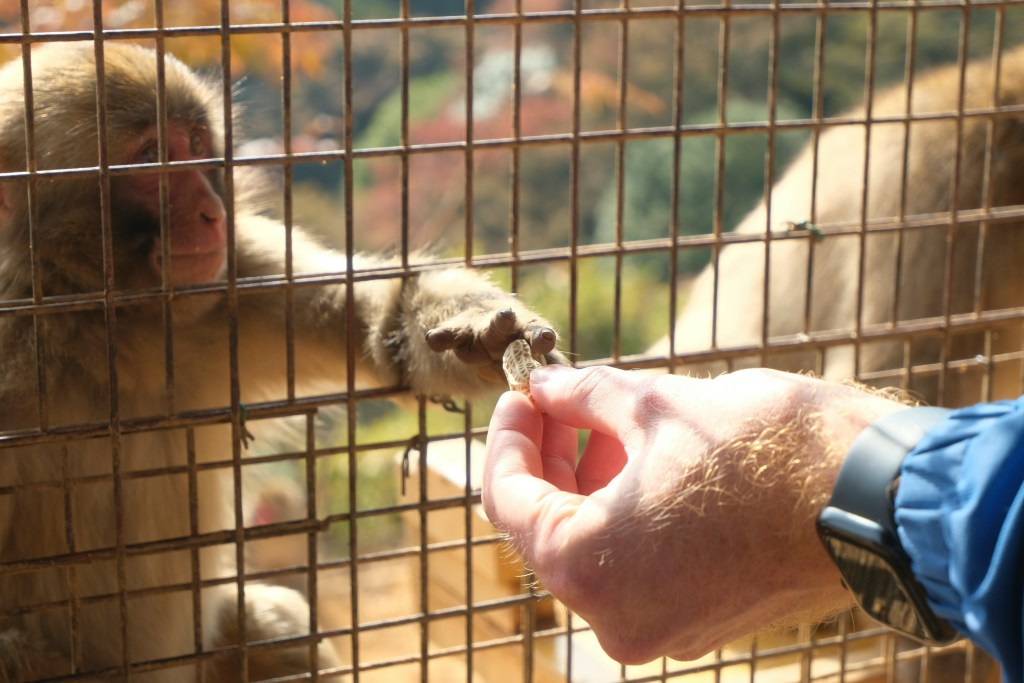 Visitor feeding wild monkey from inside cage at Kyoto Monkey Park Iwatayama attraction in Kyoto Japan