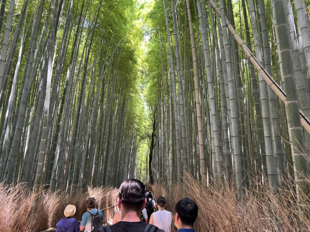 Arashiyama Bamboo Forest Kyoto Japan