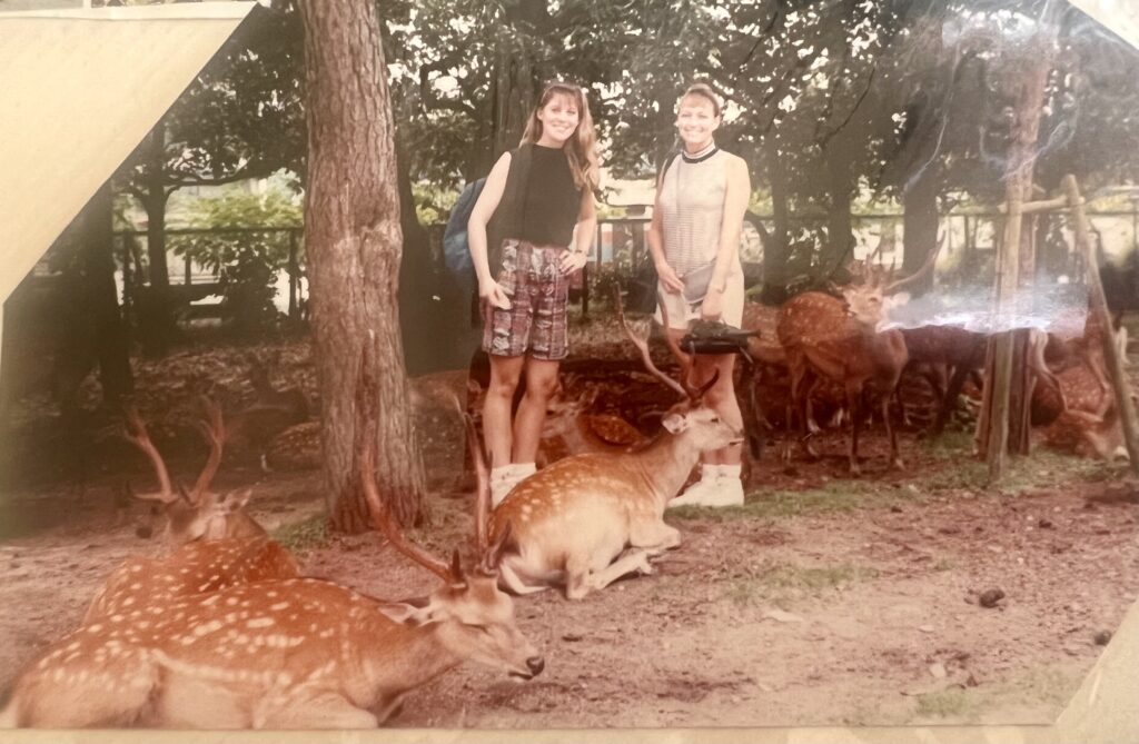 Sacred sika deer in Nara Park on a day trip from Kyoto Japan
