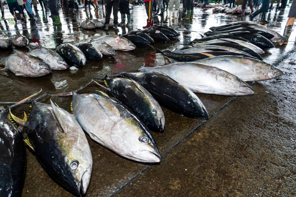 Fresh tuna lined up for auction at Toyosu Fish Market in Tokyo, Japan